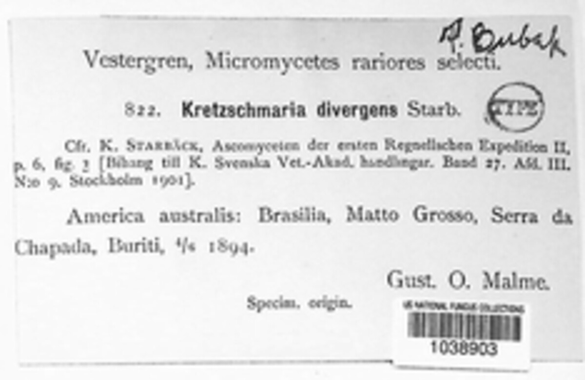 Kretzschmaria divergens image